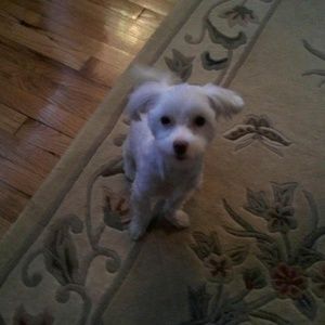 Meet your Posher, Anna